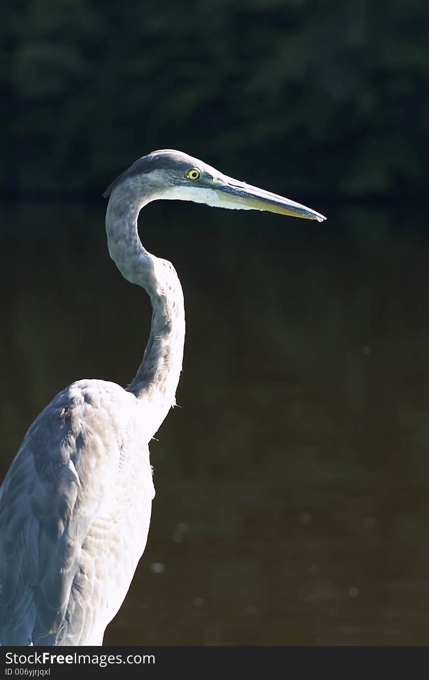 Bird on water. Bird on water