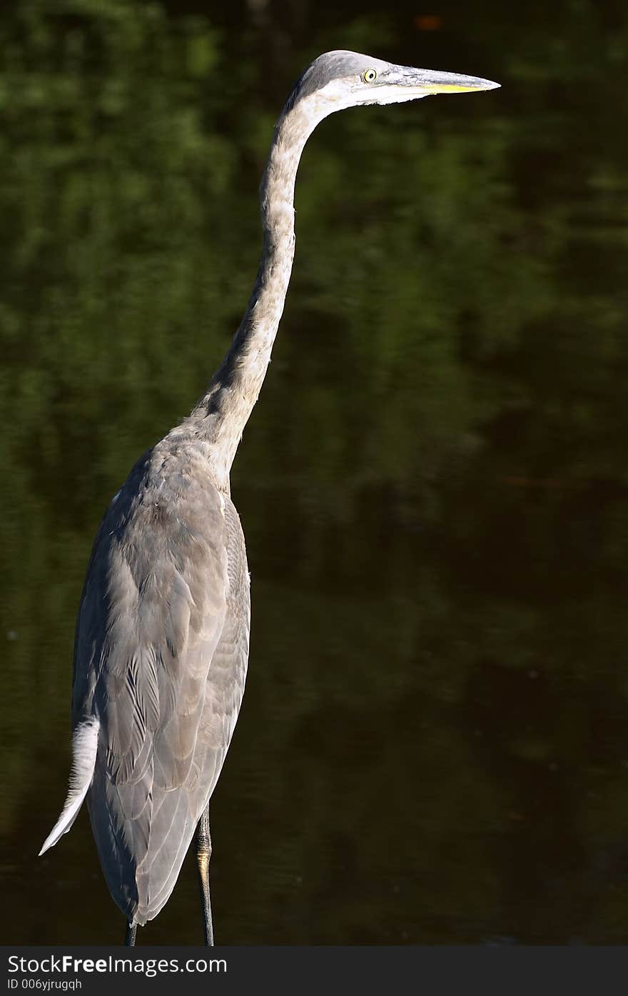 Bird on water. Bird on water