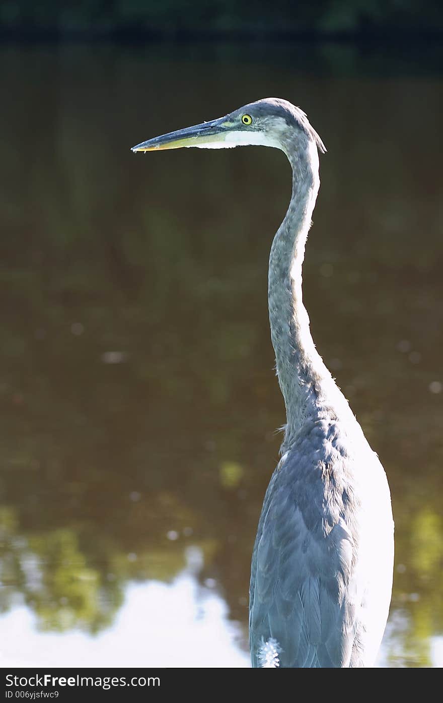 Bird on water. Bird on water