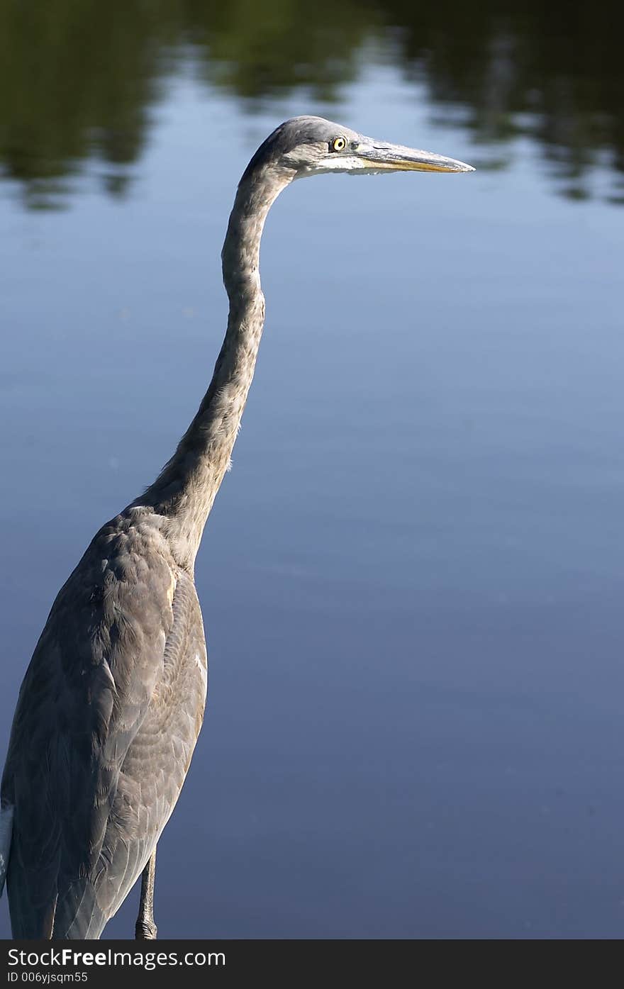 Bird on water. Bird on water