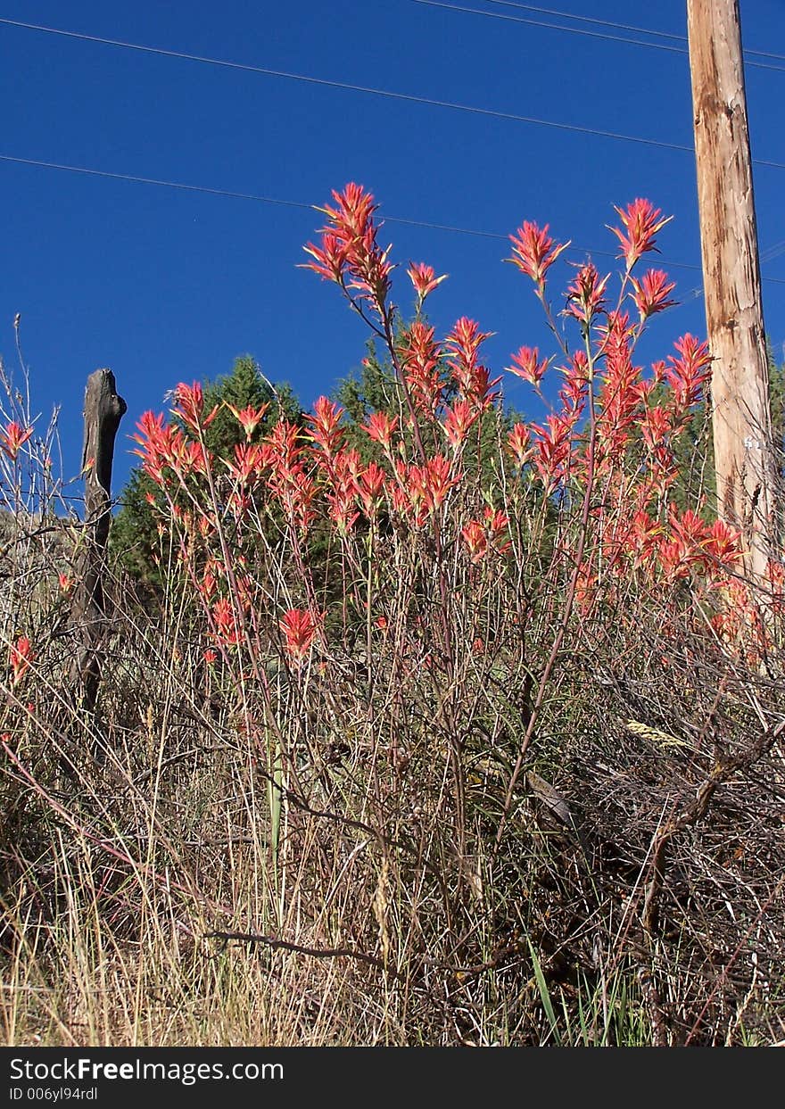 indian paint brush plant along side the roadway. indian paint brush plant along side the roadway.