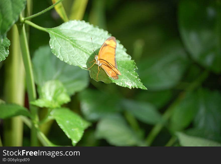 Butterfly on  leaf