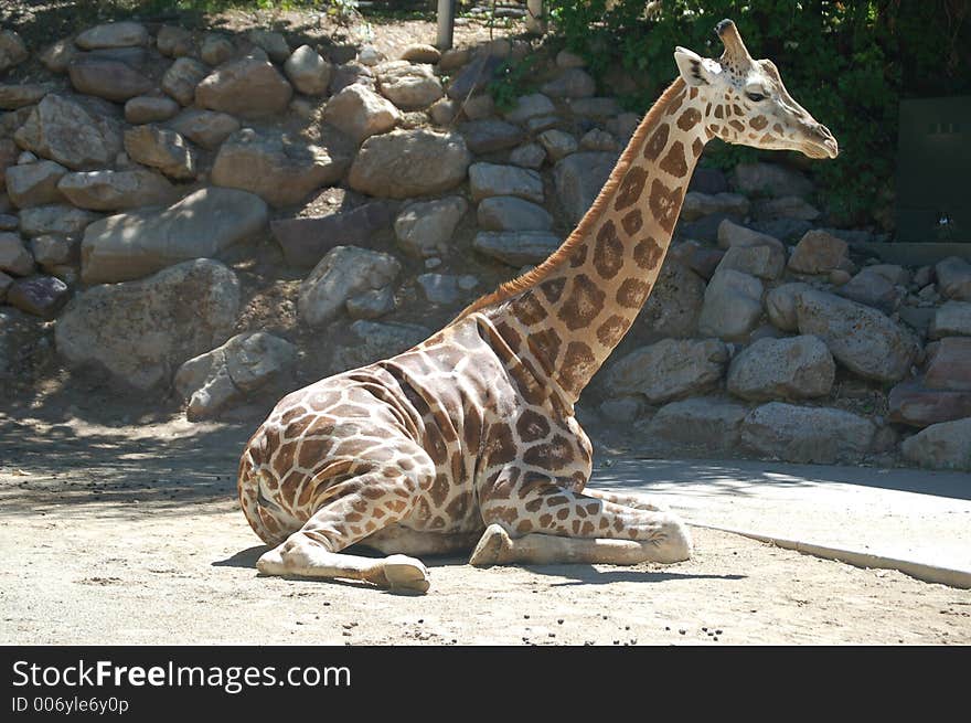 Giraffe relaxing