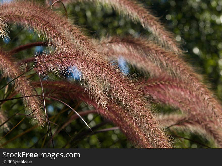 Tall Grass Seed