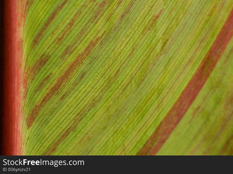 Close up Leaf Detail