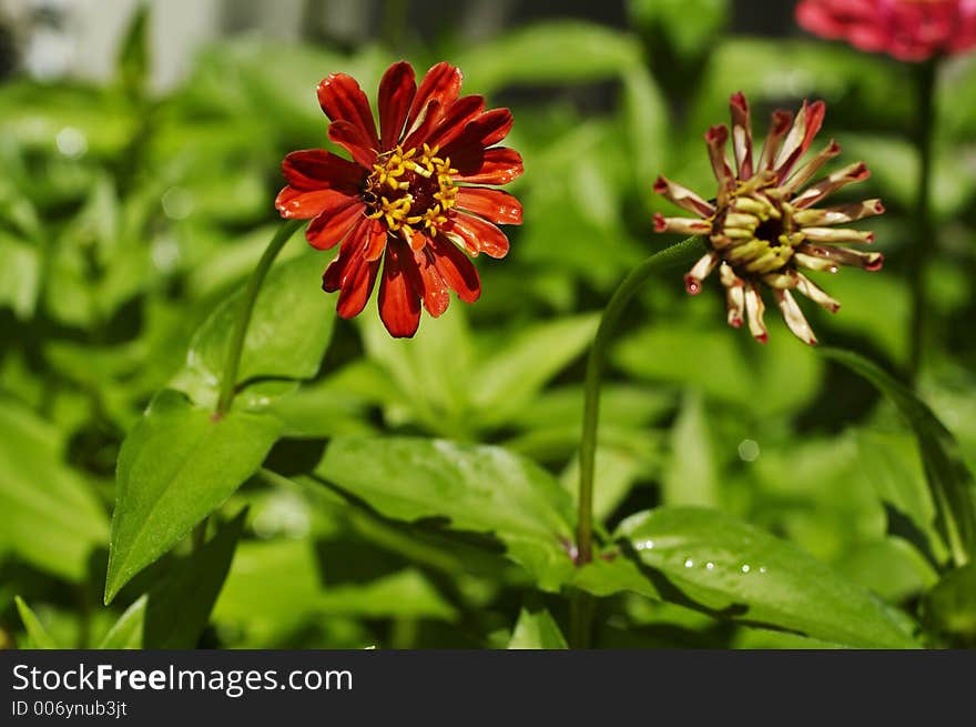 Red flower