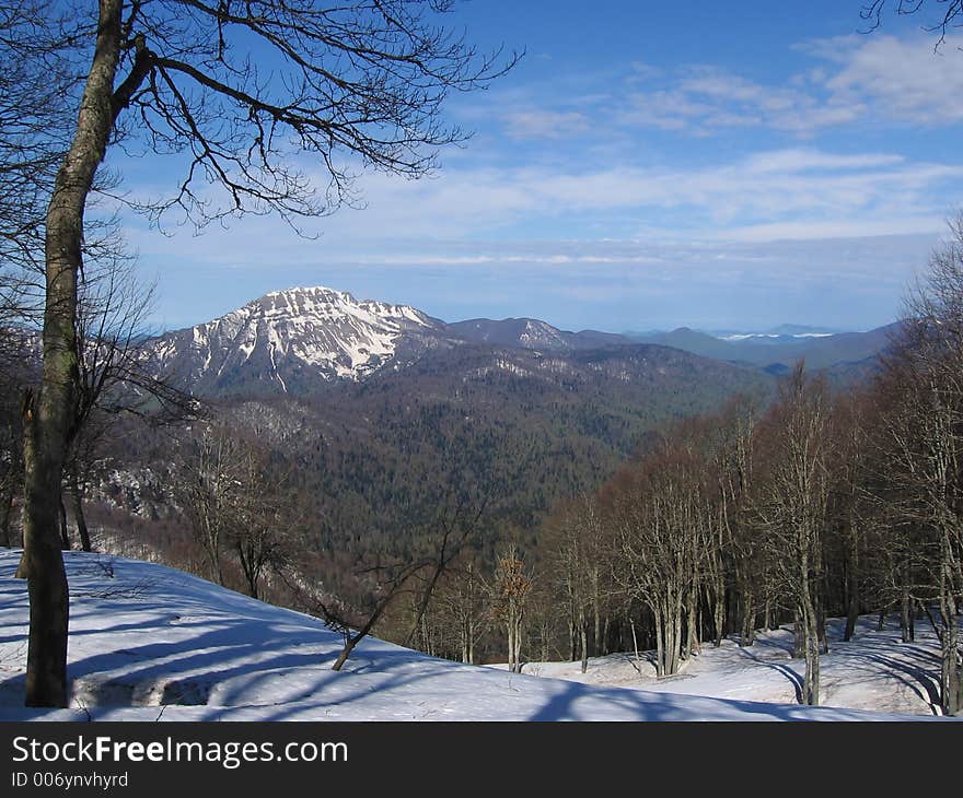 Forest and mountain