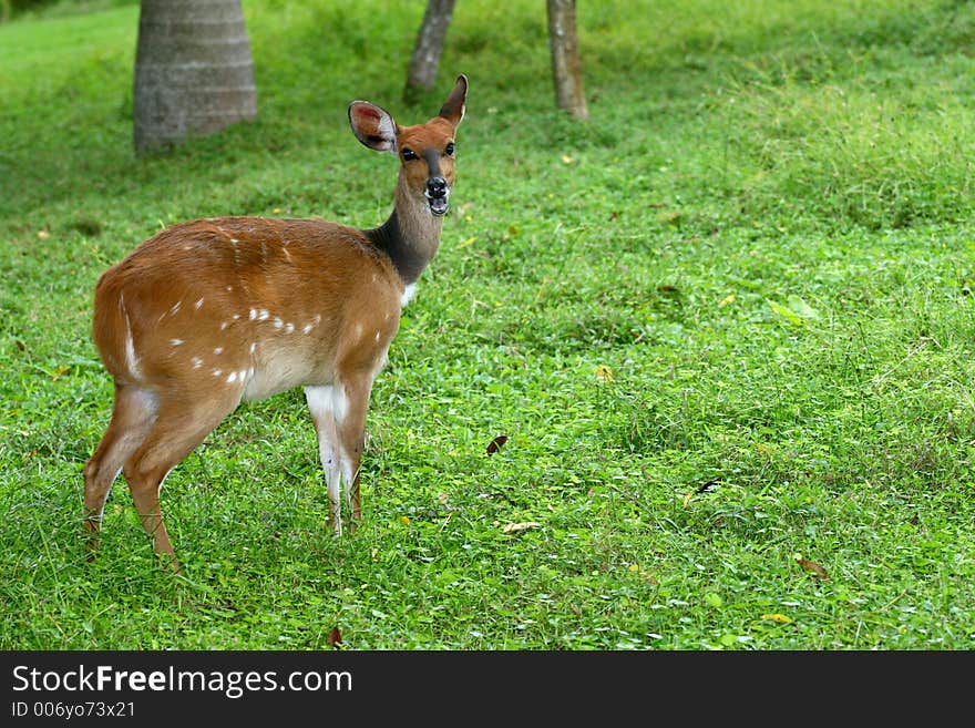 Goat standing on green grass. Goat standing on green grass