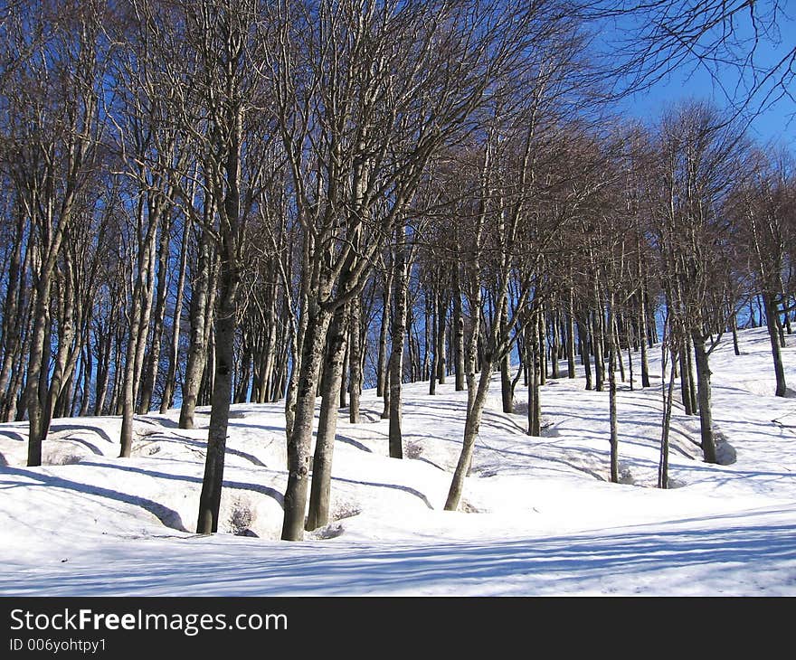 Winter Forest