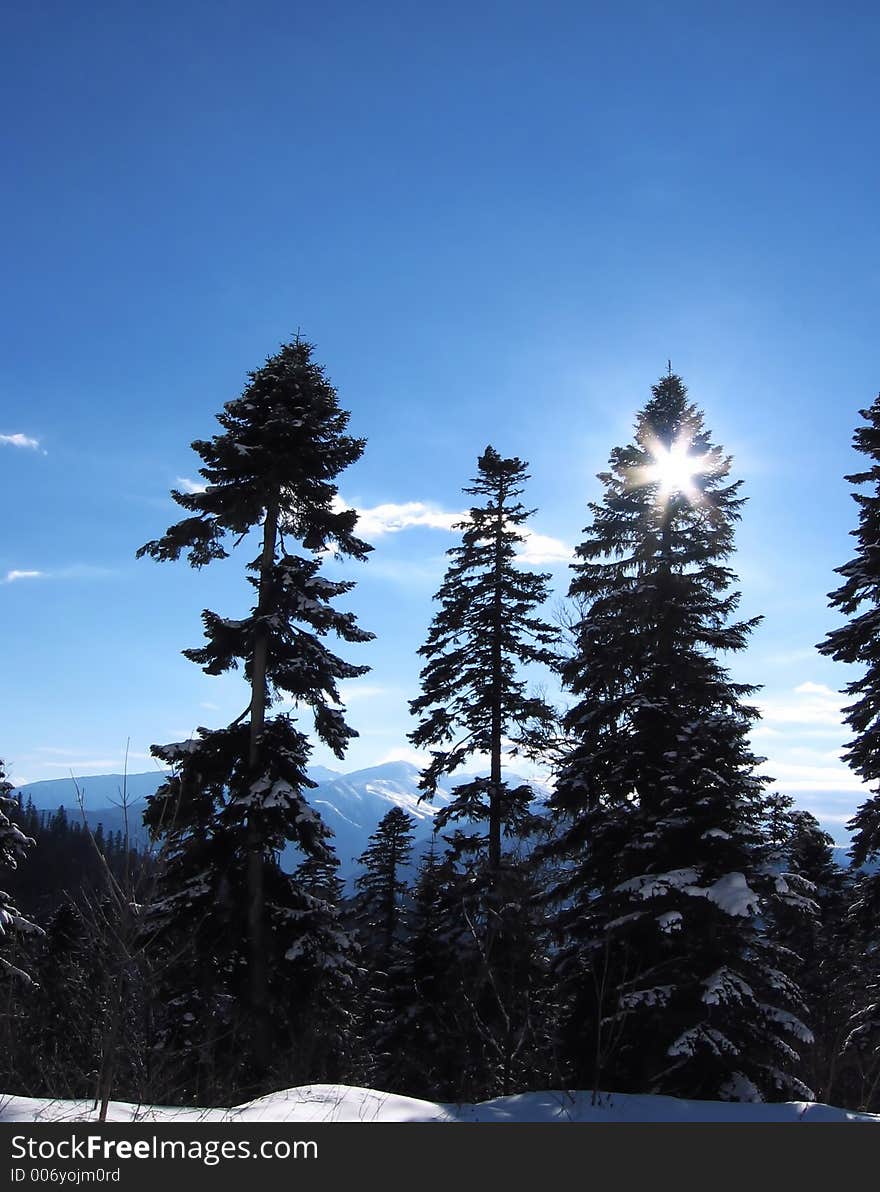 Pine silhouette and sun. Pine silhouette and sun