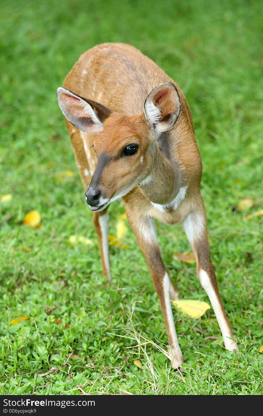 Deer standing on grass