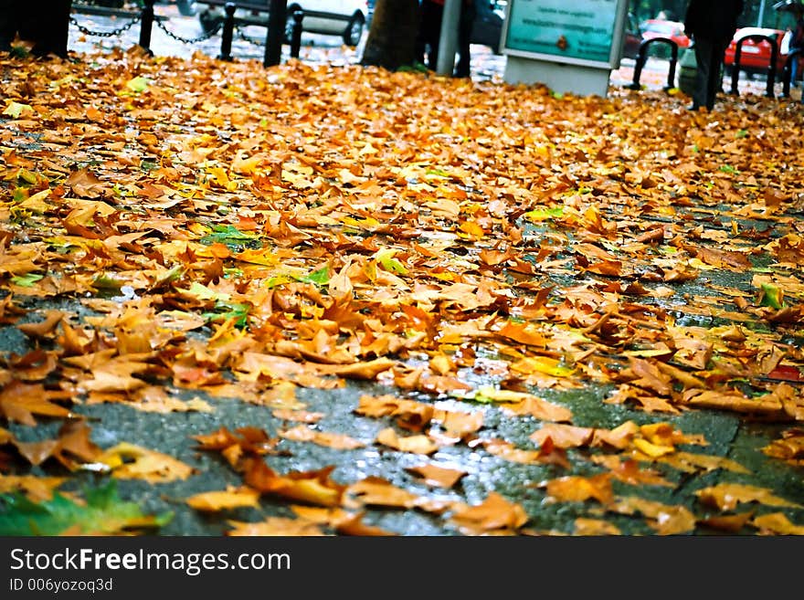 Autumn Leaves 2