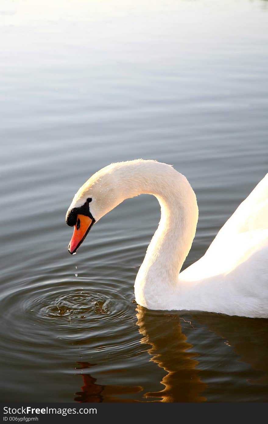 Swan of love