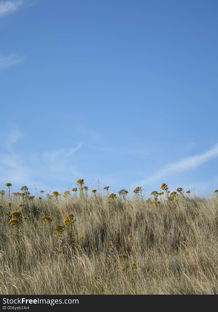 Plants and blue sky