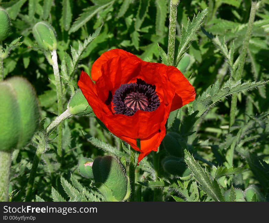 Papaver orientale