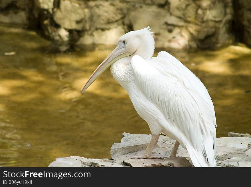 The pelican in zoo