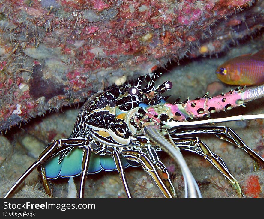 Close-up of a spiny lobster