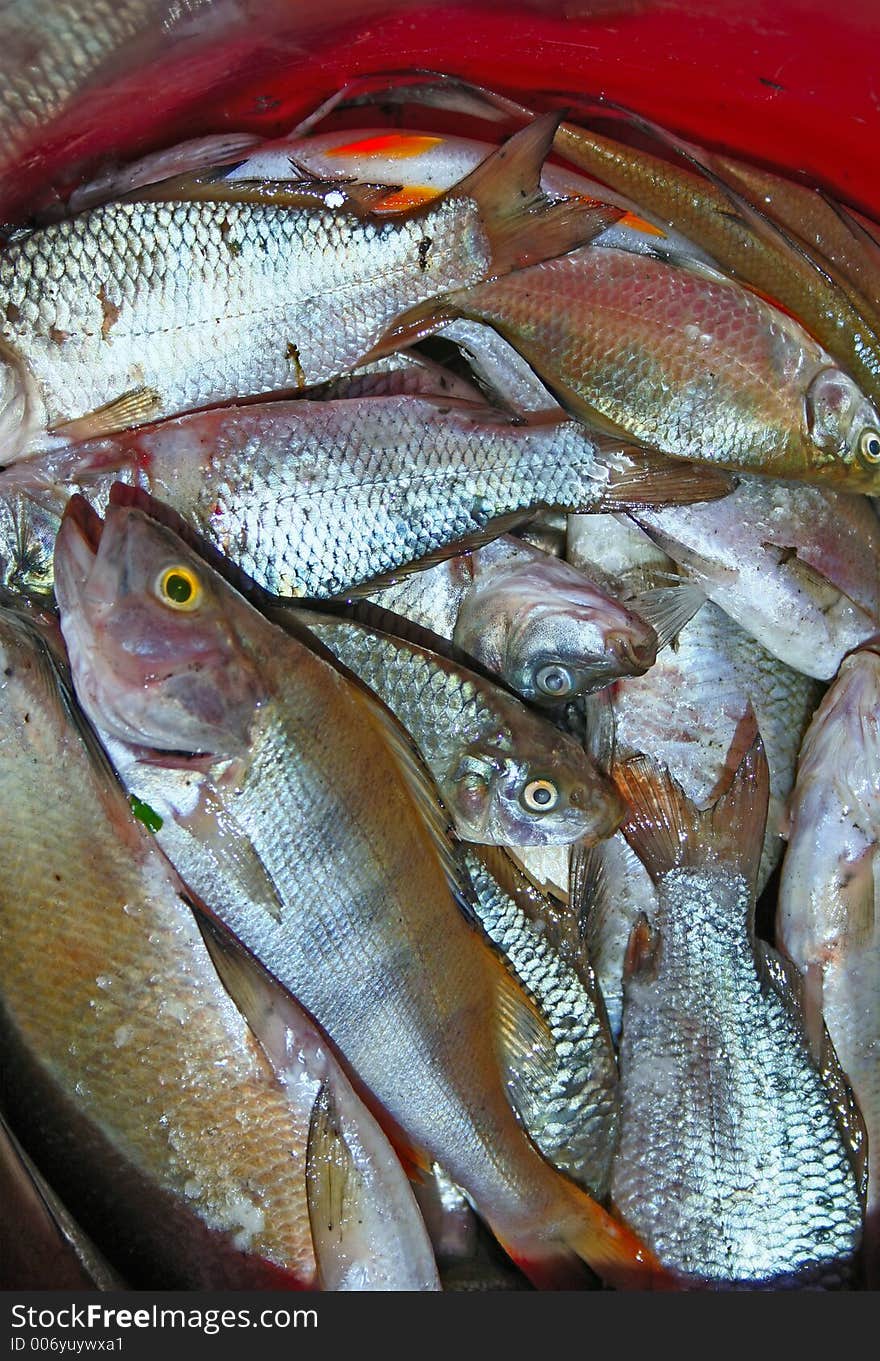 Catched fish in bucket. Catched fish in bucket