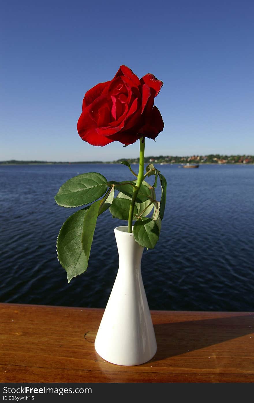 Red rose with a fjord in the background