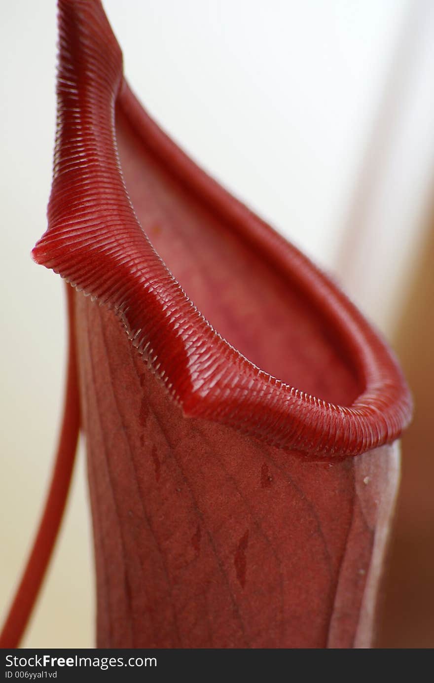 Close-up of the pitcher lip of a carnivorous plant