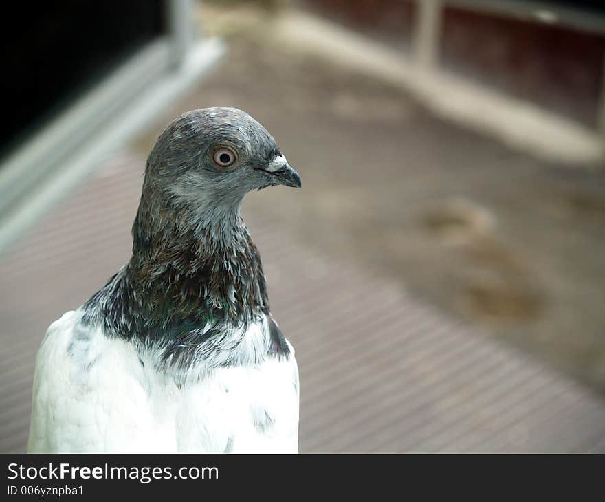 Pigeon