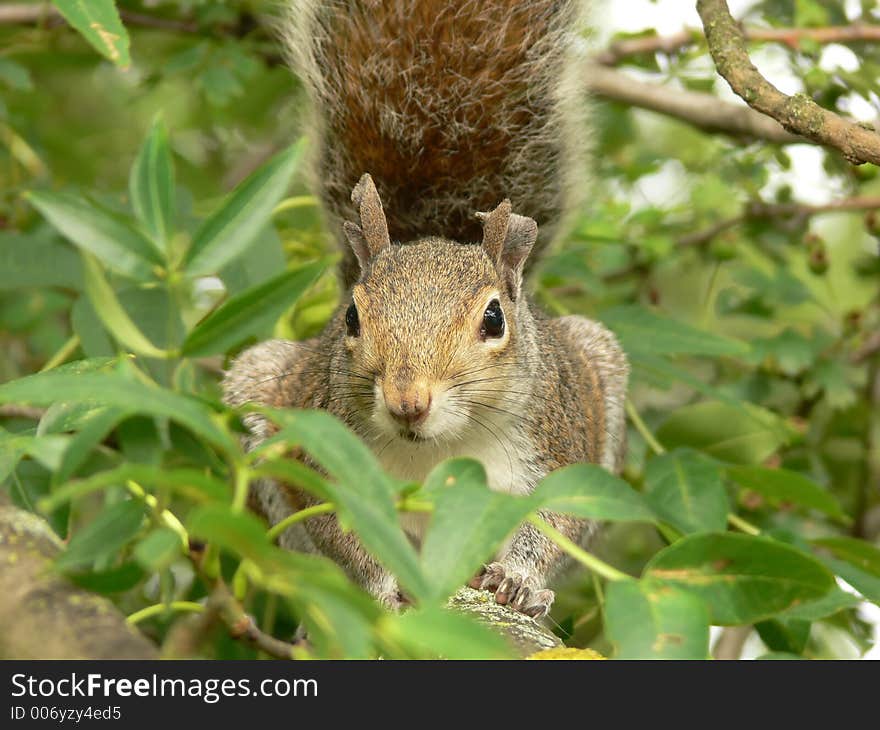 Squirrel on a tree