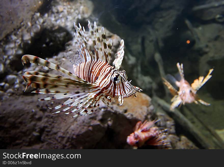 Lion Fish Close up