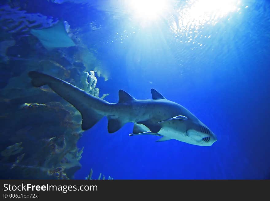 Sand Tiger Shark