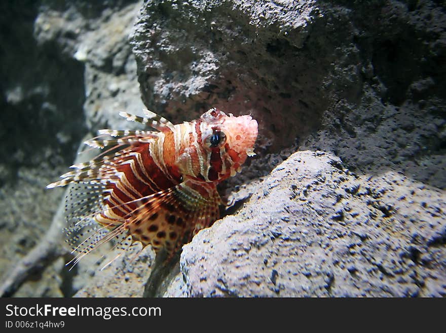 Lion Fish Close up