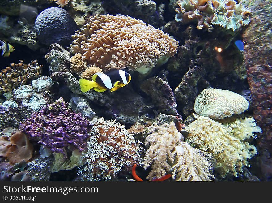 Clownfish and coral