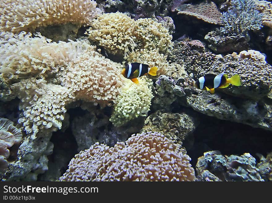 Nemo fish and coral.