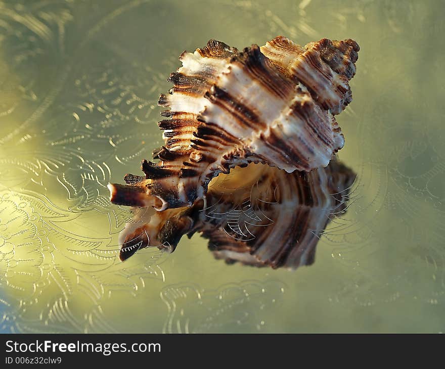 Seashell reflections on metal plate