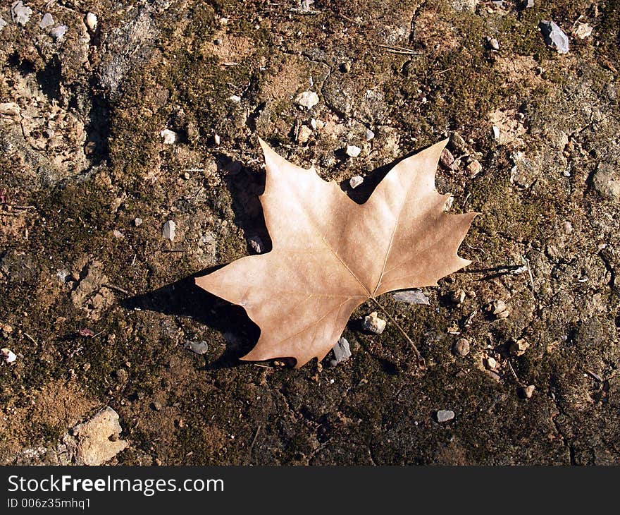 Leaf on the ground