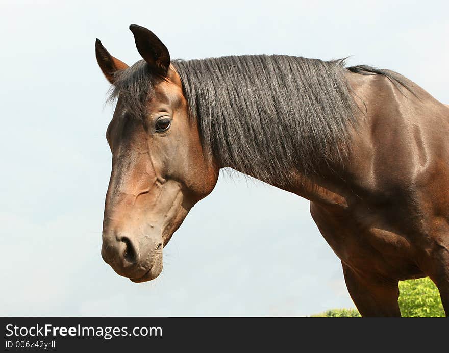 A bay Orlov trotter against blue sky. A bay Orlov trotter against blue sky