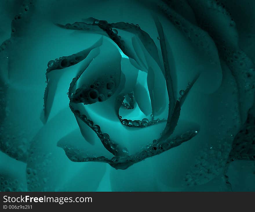 Negative Rose