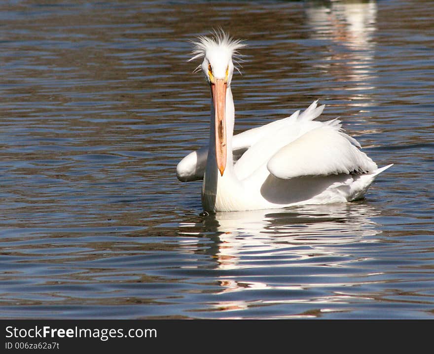 White Pelican in Hesperia Pond. White Pelican in Hesperia Pond