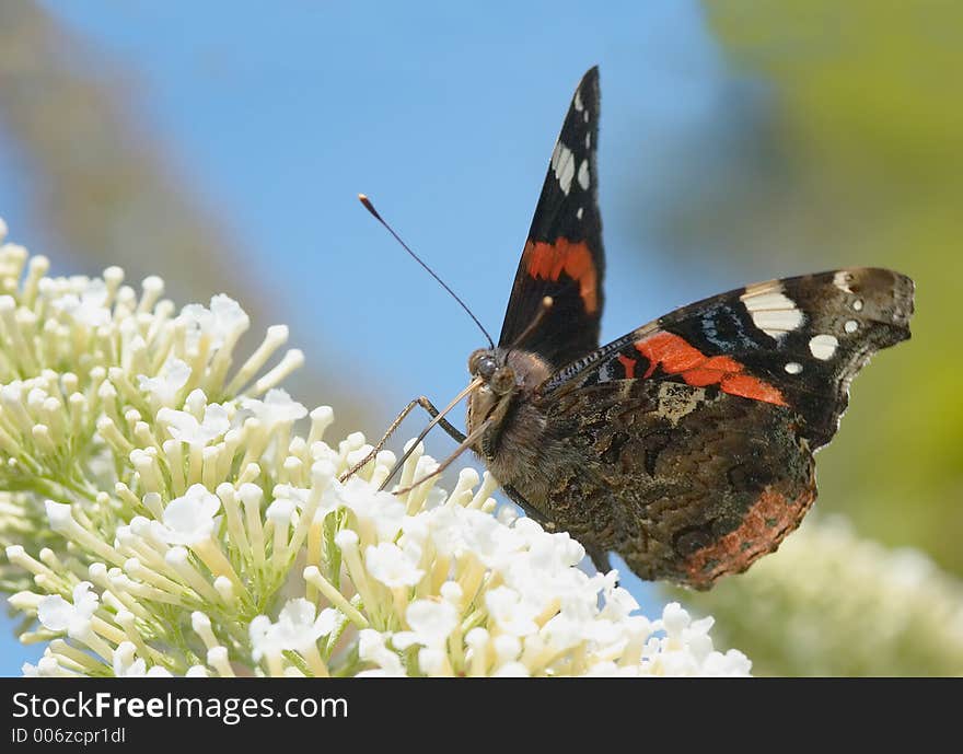 Beautiful butterfly