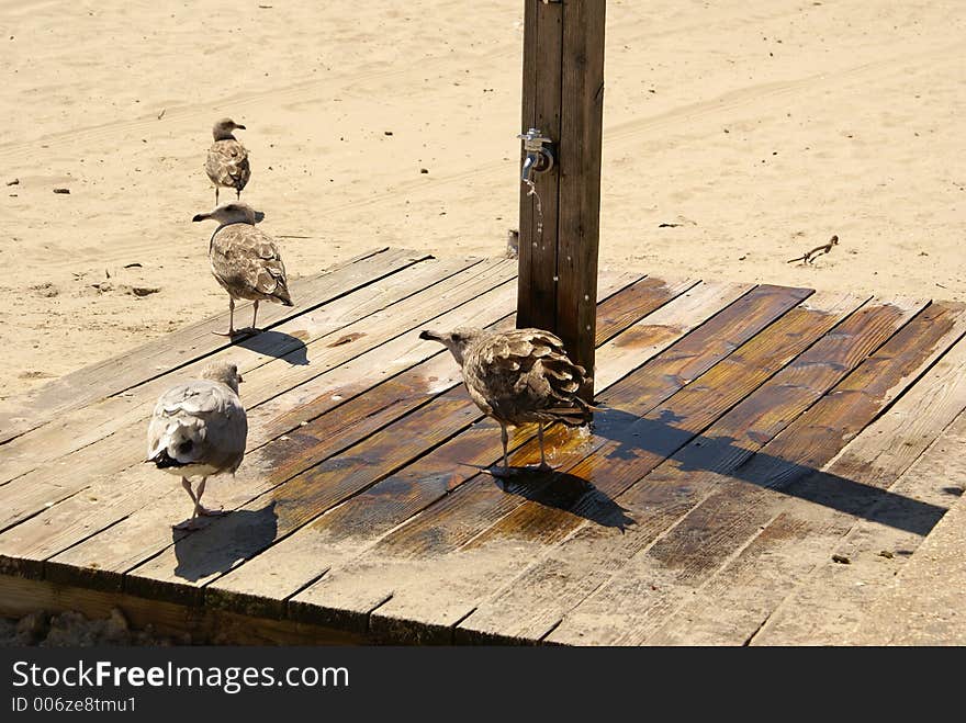 Seagulls taking a bath under a faucet at the beach