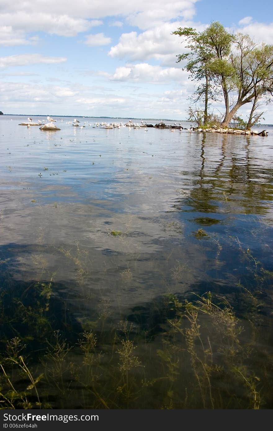 Wetland