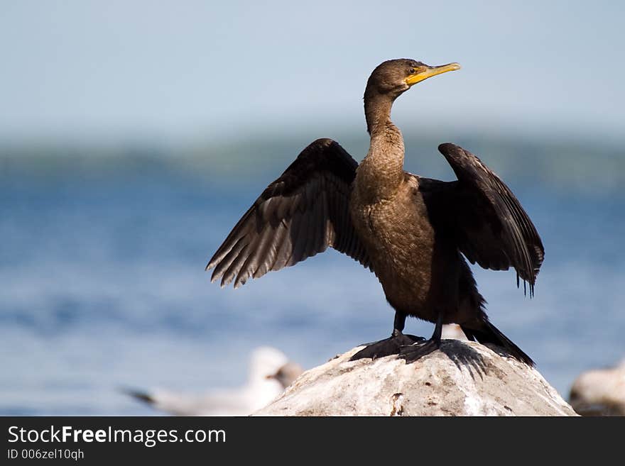 A Cormorant spreads it's wings in order to be warmed up by the sun. A Cormorant spreads it's wings in order to be warmed up by the sun