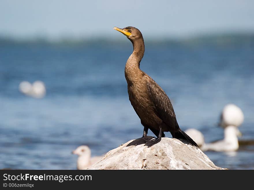 Seabird perched on a boulder