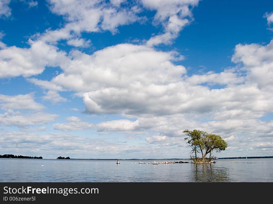 A group of trees growing on a small island in the lake