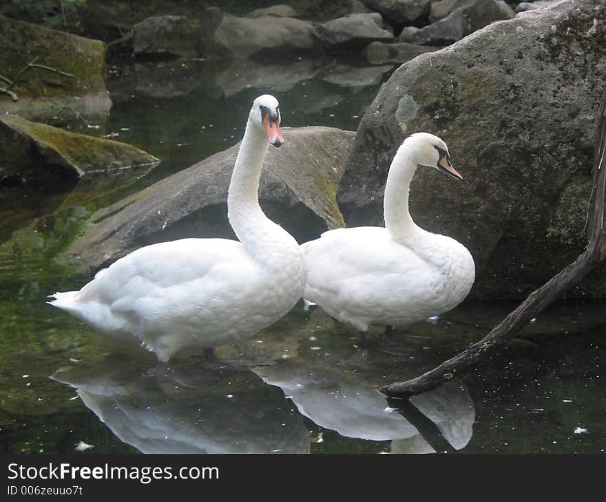 Swans And Stones