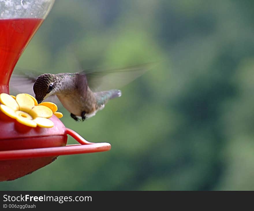 Hummingbird at Feeder