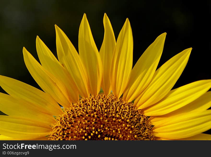 Half yellow sunflower. Half yellow sunflower