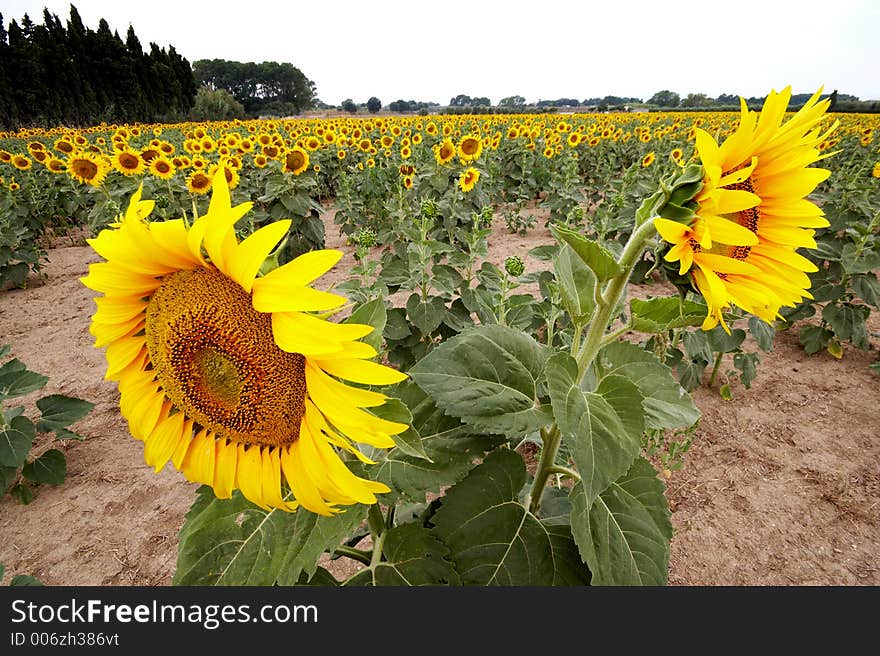 Sunflower field with two watchig opposite directions
