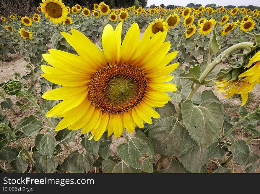 Sunflower field with two watchig opposite directions