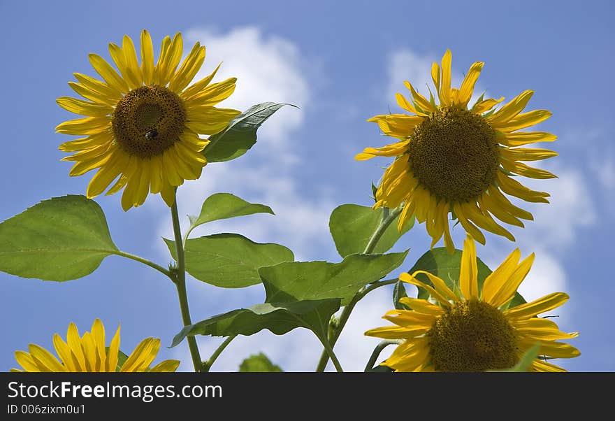 Sunflowers Against the Blue Sky. Sunflowers Against the Blue Sky