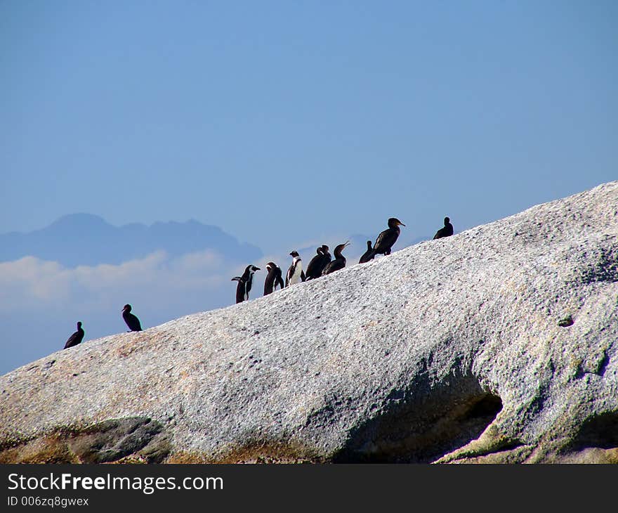 Standing in Line - Penguins and Cormorants