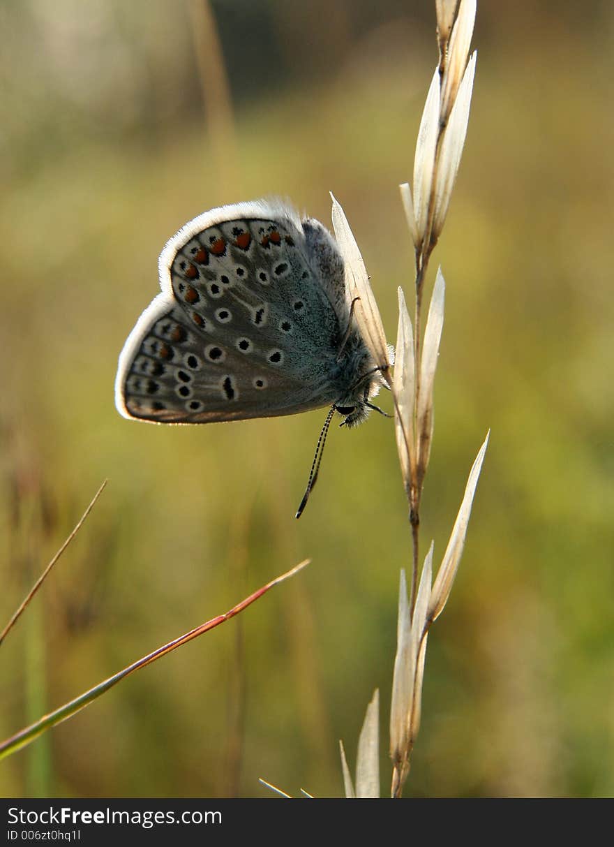 Butterfly and grass